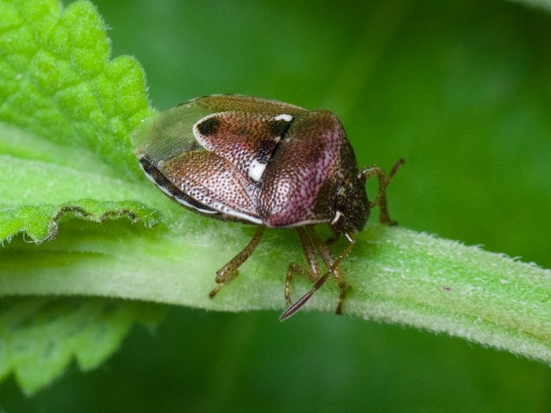 Stagonomus bipunctatus (Linnaeus, 1758)